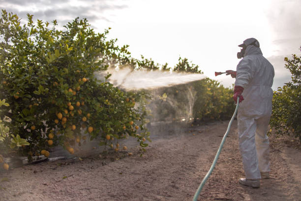 Reliable Edgewater, CO Pest Control Solutions