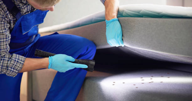Best Termite Control Services  in Edgewater, CO