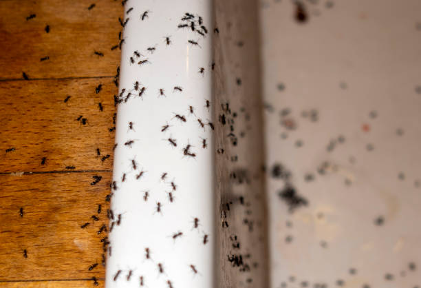 Best Wasp Removal Services  in Edgewater, CO