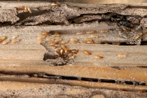 Best Bed Bug Extermination  in Edgewater, CO