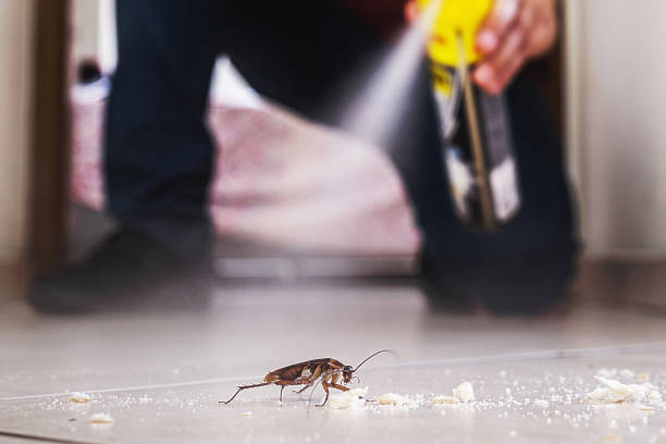 Best Termite Control Services  in Edgewater, CO
